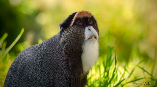 Illustration for article titled The De Brazza's Monkey: The Monkey With the Wizard Beard